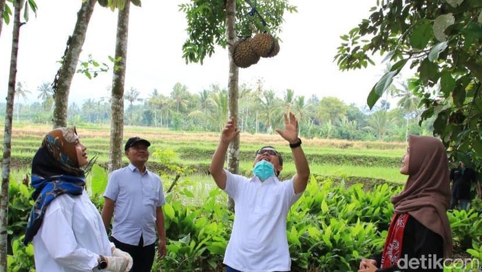 Bupati Anas panen durian