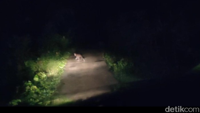 Macan tutul di pangandaran