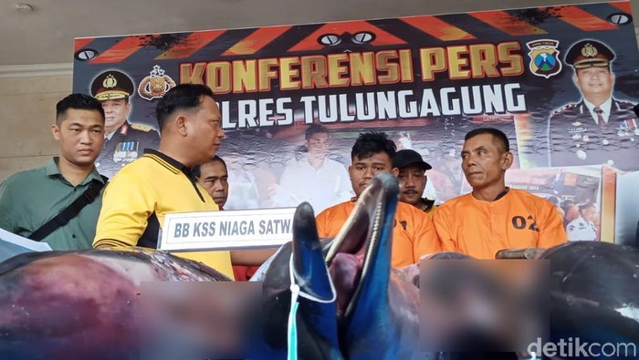 Polisi Tulungagung Tetapkan Dua Tersangka Perdagangan Lumba-lumba