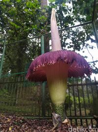 Kebun Raya Cibodas Tutup, Bunga Bangkai Raksasanya Mekar