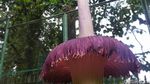 Bunga Bangkai Raksasa Kebun Raya Cibodas Mekar