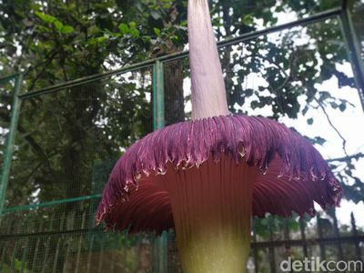 Bunga Bangkai Raksasa Kebun Raya Cibodas Mekar