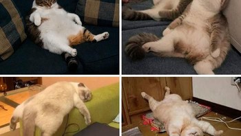 Weekend atau weekday jadi sama saja. Foto: via Bored Panda