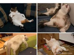 Lucu Tapi Miris, Cerita Orang-orang Selama #Dirumahaja