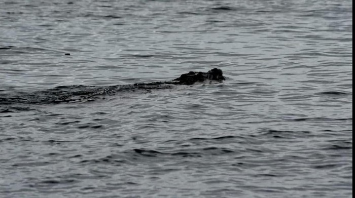 Seekor buaya diperkirakan berukuran panjang 5 menter muncul di perairan Pantai Mampie, Polewali Mandar, Sulbar.