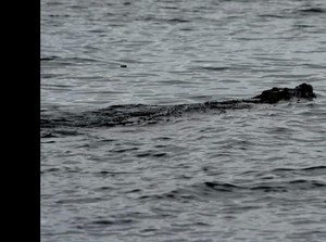 Buaya Muncul di Perairan Pantai Mampie Sulbar Jadi Tontonan Warga