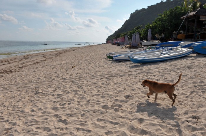 Petugas berjaga di kawasan wisata Pantai Pandawa yang ditutup sementara di Badung, Bali, Sabtu (21/3/2020). Pengelola sejumlah destinasi pariwisata di wilayah Kabupaten Badung seperti Pantai Pandawa, kawasan Garuda Wisnu Kencana, Hutan Kera Sangeh serta Taman Ayun mulai menghentikan operasionalnya sementara sebagai salah satu upaya pencegahan penyebaran COVID-19 atau Virus Corona. ANTARA FOTO/Fikri Yusuf/aww.