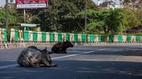 Meskipun sepi dan tak tampak orang lalu lalang, hewan liar yang ada di kota itu keluar di pinggir jalan.