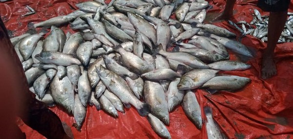 Panen 3 Ton per Ha, Demak Jadi Contoh Budidaya Kakap Putih Air Payau