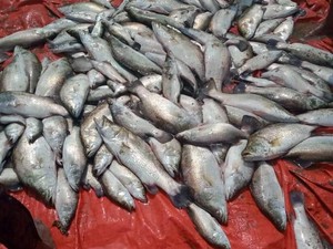 Panen 3 Ton per Ha, Demak Jadi Contoh Budidaya Kakap Putih Air Payau