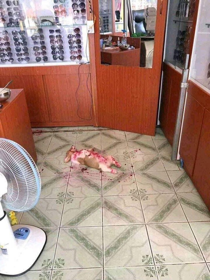 anjing malaysia