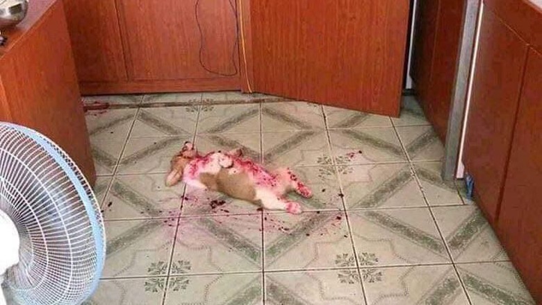 anjing malaysia anjing malaysia