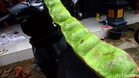 Pohon dengan petai berukuran besar ini ditemukan oleh seorang pemuda di Desa Panawaren sedang menanam pohon di hutan lindung Pringamba 2.