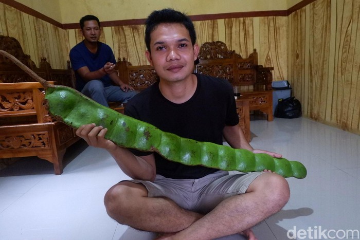 Warga Desa Panawaren, Kecamatan Sigaluh, Banjarnegara, Jawa Tengah, menemukan petai raksasa di tengah hutan lindung. Begini bentuknya.