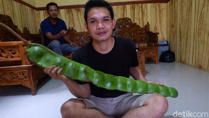 Warga Desa Panawaren, Kecamatan Sigaluh, Banjarnegara, Jawa Tengah, menemukan petai raksasa di tengah hutan lindung. Begini bentuknya.