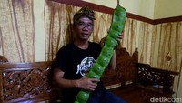  Petai tersebut memiliki panjang 120 sentimeter.