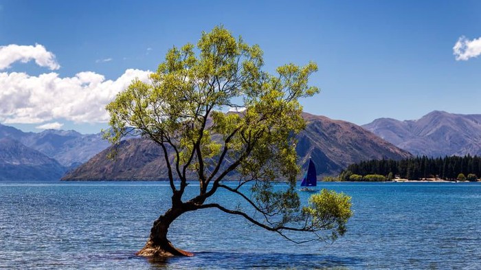 #ThatWanakaTree