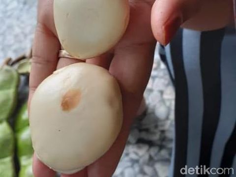 Heboh dari Banjarnegara! Warga Temukan Buah 'Pete' Raksasa di Hutan