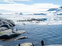 Bukti Perubahan Iklim di Antartika yang Ditangkap iPhone