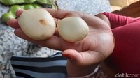 Begini biji petai raksasa setelah dikupas.