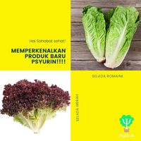 Rekomendasi Tempat Beli Sayur dan Buah Online Saat Social Distancing