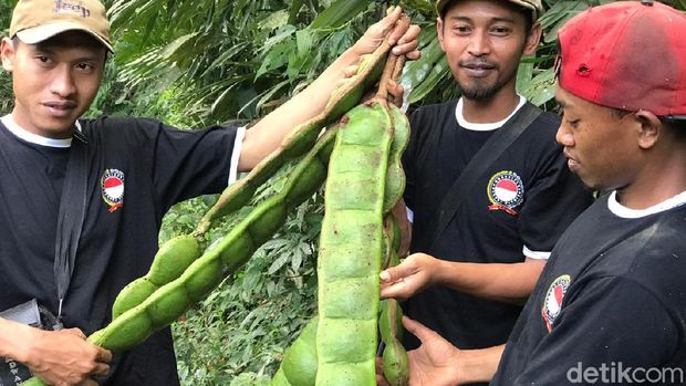 Heboh dari Banjarnegara! Warga Temukan Buah 'Pete' Raksasa di Hutan