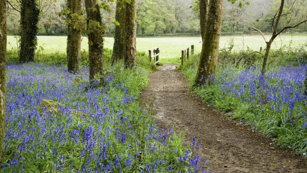 Kembang bluebell di National Trust