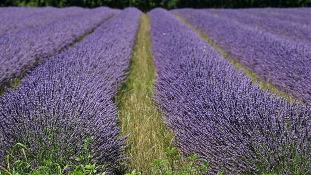 Lavender di Chatuzange-le-Goubet, Prancis tenggara