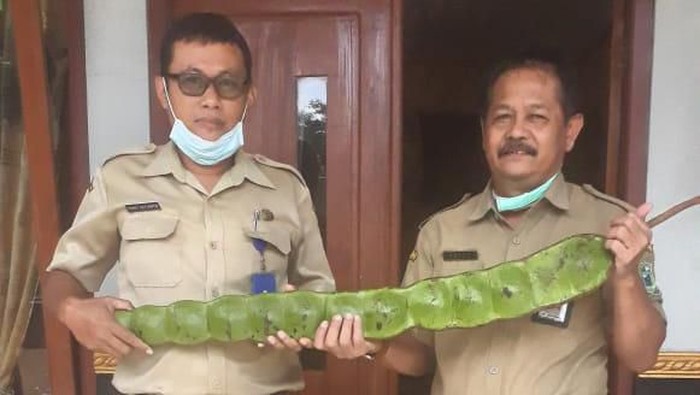 Kepala Dinas Pertanian Banjarnegara saat melihat buah mirip petai.