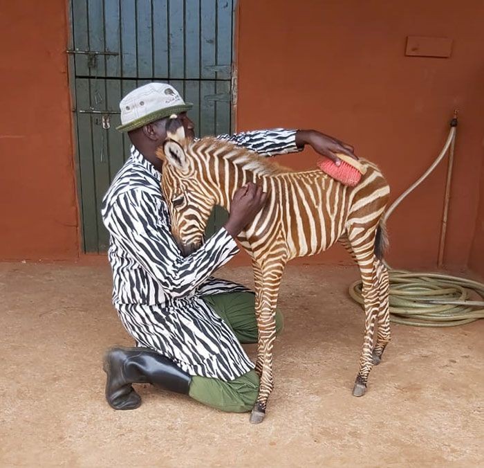 petugas dan zebra