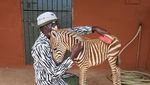 6 Fakta Menarik Zebra, Kuda Belang nan Eksotis
