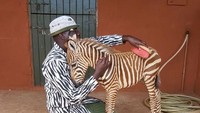 Zebra di dalam kelompoknya punya cara melindungi anggotanya yang luka atau sakit. Mereka akan berkerumun di dekat anggota yang sakit dan mengelilinginya, hingga mata predator tidak bisa mengidentifikasi.  (Sheldrick Wildlife Trust )