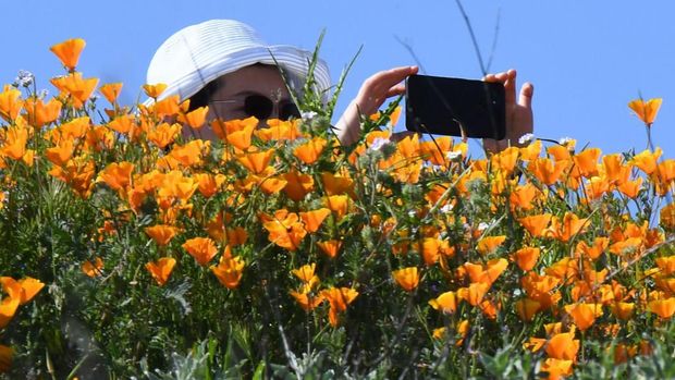 Wildflower di california