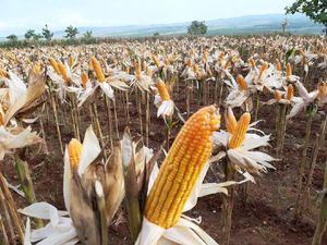 Petani Gunung Kidul Panen Palawija Bisa Raup Rp 25 Juta/Hektare