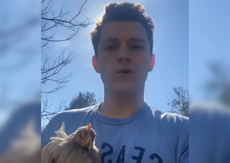 Tak Kebagian Telur, Tom Holland Pilih Pelihara 3 Ekor Ayam