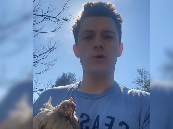 Tom Holland pelihara ayam karena kehabisan stok telur di tengah wabah corona.