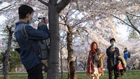 Di sisi lain ada juga pengunjung Asia bernama Milla Tang dan Aaron Chen yang datang melihat bunga sakura sambil mengenakan masker. (Foto: Jackquelyn Martin/AP)