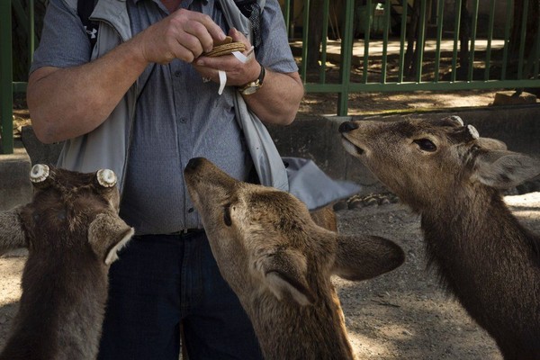 Biasanya rusa-rusa ini akan diberi makan biskuit rusa yang terbuat dari tepung gandum oleh wisatawan. (Foto: Jae C.Hong/AP) Biasanya rusa-rusa ini akan diberi makan biskuit rusa yang terbuat dari tepung gandum oleh wisatawan. (Foto: Jae C.Hong/AP)