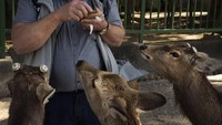 Biasanya rusa-rusa ini akan diberi makan biskuit rusa yang terbuat dari tepung gandum oleh wisatawan. (Foto: Jae C.Hong/AP)