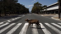 Melihat kawanan rusa yang turun ke jalan merupakan pemandangan langka. Sayangnya, sekawanan rusa yang berjalan di tengah jalan raya justru mengganggu lalu lintas. (Foto: Jae C.Hong/AP)