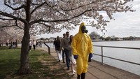 Pejabat setempat meluncurkan gerakan #StayHomeCherryBlossomsChallange agar kunjungan ke taman-taman menjadi rendah. Lalu ada juga aturan agar orang-orang saling menjaga jarak sekitar 6 kaki atau sekitar hampir 2 meter agar virus ini tak menulari lebih banyak orang. (Foto: Jackquelyn Martin/AP)