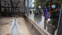 Walau sudah tidak ada kasus tambahan infeksi Corona di China, namun orang-orang tetap berjaga mengenakan masker. Ini adalah foto pengunjung Beijing Zoo. (Mark Schiefelbein/AP)