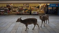 Rusa-rusa ini tetap jalan-jalan seperti biasanya mencari makanan karena minimnya turis yang memberi mereka makanan.  (Foto: Jae C.Hong/AP)