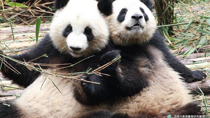Pembibitan Panda Raksasa dibuka Kembali