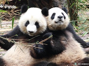 Konservasi Panda di China Kembali Dibuka dengan Pengawasan Ketat