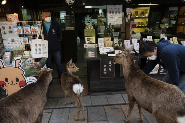 Walaupun sebagian rusa tetap tinggal di wilayah Nara Park, ada pula rusa yang masuk ke toko cenderamata dan restoran yang ada di sekitar taman itu. (Foto: Jae C.Hong/AP) Walaupun sebagian rusa tetap tinggal di wilayah Nara Park, ada pula rusa yang masuk ke toko cenderamata dan restoran yang ada di sekitar taman itu. (Foto: Jae C.Hong/AP)