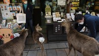 Walaupun sebagian rusa tetap tinggal di wilayah Nara Park, ada pula rusa yang masuk ke toko cenderamata dan restoran yang ada di sekitar taman itu.  (Foto: Jae C.Hong/AP)