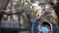 Pengunjung bermasker memotret bunga yang mekar di Beijing Zoo. (Mark Schiefelbein/AP)