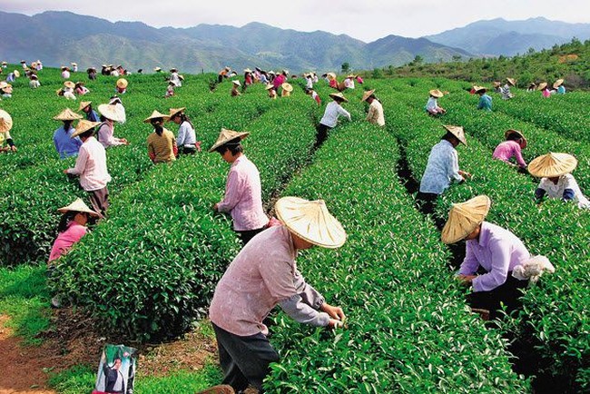Ini 5 Negara yang Paling Banyak Produksi Makanan di Dunia
