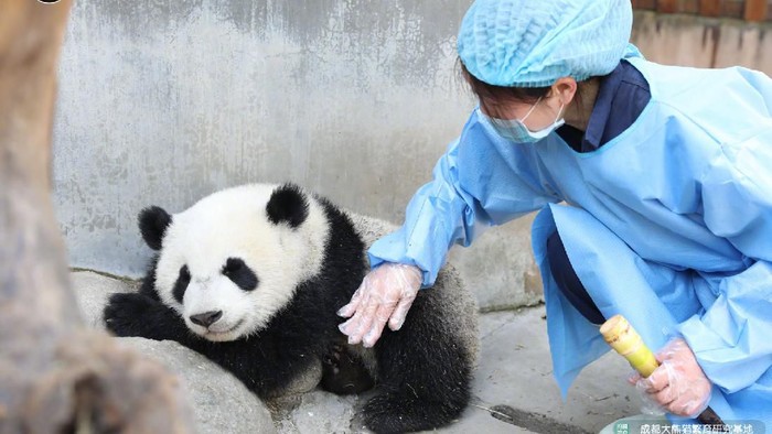 Pembibitan Panda Raksasa dibuka Kembali